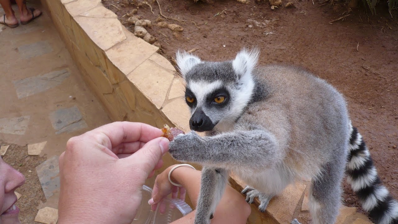 Monkey Park em Tenerife
